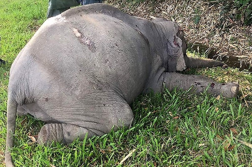 野生のゾウ、観光バスにはねられ死ぬ マレーシア 野生のゾウ、観光バスにはねられ死ぬ マレーシア