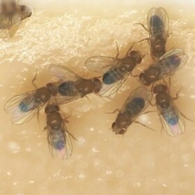 ショウジョウバエの脳の性別を決める分子の仕組みを解明 ~オス化の暗号分子の一部を切り取るとメス化に~ ショウジョウバエの脳の性別を決める分子の仕組みを解明 ~オス化の暗号分子の一部を切り取るとメス化に~