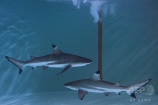 レストランの狭い水槽にサメ、動画に怒りの声殺到 マレーシア レストランの狭い水槽にサメ、動画に怒りの声殺到 マレーシア