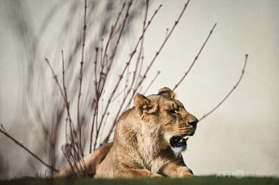 ライオン放飼場に侵入した19歳男性、かみ殺される ブラジル
