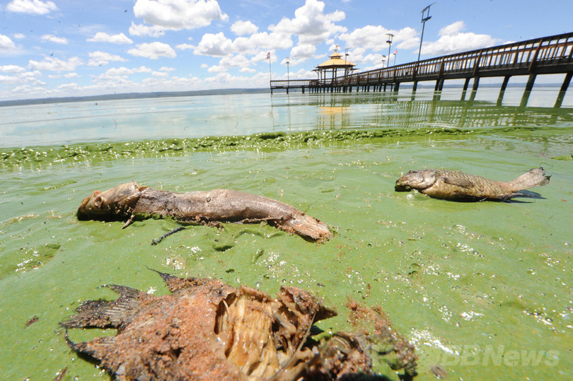 【特集】世界各地の水質汚染 写真29枚 国際ニュース:AFPBB News