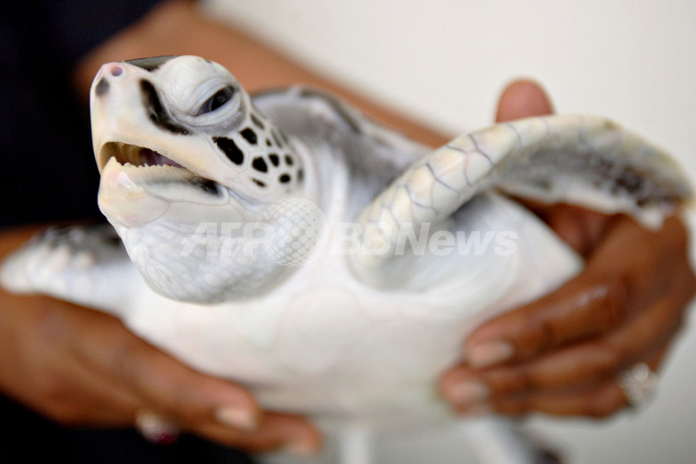 世界最大のオサガメ、絶滅危機の背景には食用のための乱獲 マレーシア 写真2枚 国際ニュース：AFPBB News