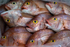 魚介類中の水銀、老齢脳に悪影響なし 魚介類中の水銀、老齢脳に悪影響なし