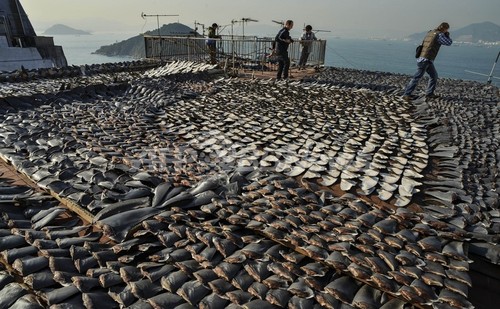 サメ5種、新たに保護対象に ワシントン条約締約国会議 サメ5種、新たに保護対象に ワシントン条約締約国会議