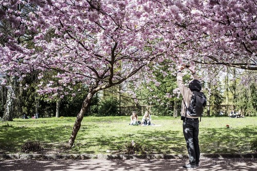 【デンマーク】北欧にも春、デンマークで桜が満開