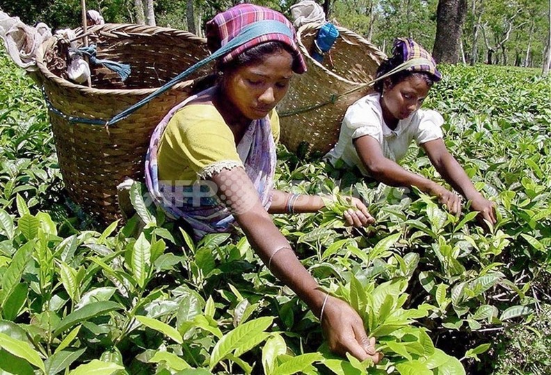 女性60人を誘惑し売春宿に売り飛ばした結婚詐欺男を逮捕、インド 女性60人を誘惑し売春宿に売り飛ばした結婚詐欺男を逮捕、インド