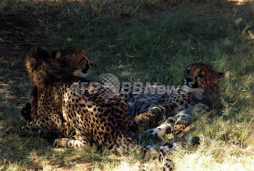 死んだ母チーターから取り出された兄弟3頭、元気に育つ ナミビア 死んだ母チーターから取り出された兄弟3頭、元気に育つ ナミビア
