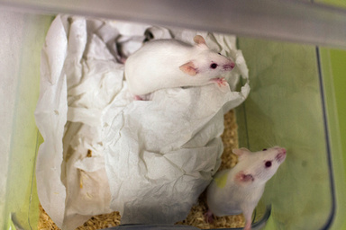 グルコサミンに寿命延長効果、マウス実験で確認 スイス研究