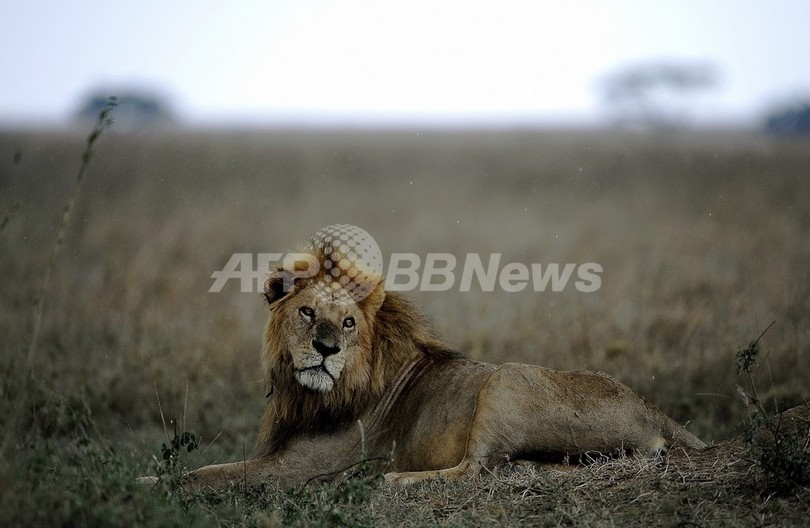 大型捕食動物の減少、地球の生態系を破壊 米研究 大型捕食動物の減少、地球の生態系を破壊 米研究