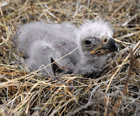 米首都でハクトウワシふ化、生中継に数百万人が熱狂 米首都でハクトウワシふ化、生中継に数百万人が熱狂