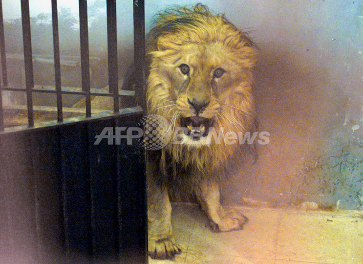 人食いライオンの毛皮、故郷ケニアへ返却されず 人食いライオンの毛皮、故郷ケニアへ返却されず