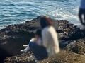 中国人観光客、韓国の天然記念物で子どもに排泄行為、ごみは海へ