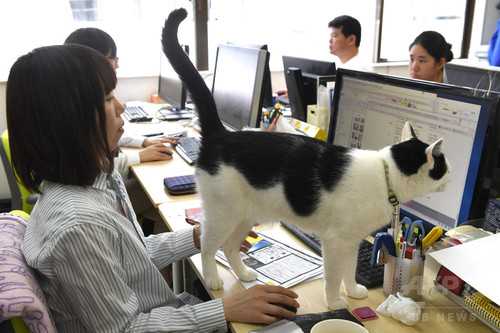 動画:オフィスに「猫同伴通勤」、ニャンとも癒やされるIT会社 東京 動画:オフィスに「猫同伴通勤」、ニャンとも癒やされるIT会社 東京