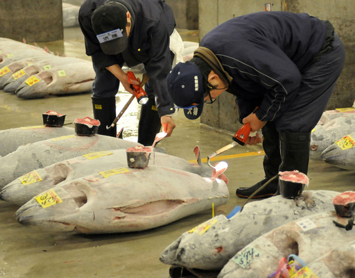 クロマグロ国際取引禁止案は「不公平」、水産庁