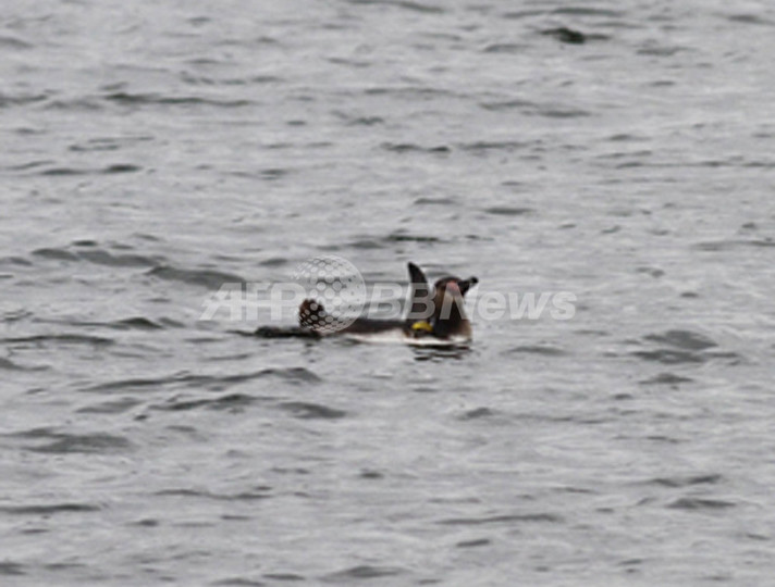 「脱走ペンギン」目撃多数、海保の追跡かわすほど元気 「脱走ペンギン」目撃多数、海保の追跡かわすほど元気