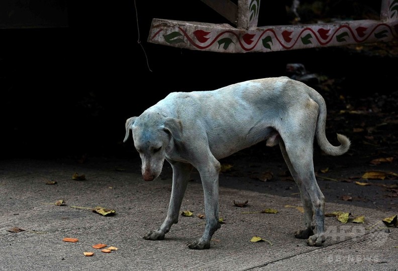 インドで「青い犬」が話題に 染料排出疑いの工場閉鎖 インドで「青い犬」が話題に 染料排出疑いの工場閉鎖