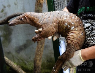 絶滅危惧されるセンザンコウ、中国の役人が宴会で舌鼓? 当局が捜査 絶滅危惧されるセンザンコウ、中国の役人が宴会で舌鼓? 当局が捜査
