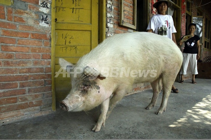 四川大地震を生き延びたブタからクローンの子ブタ、中国 四川大地震を生き延びたブタからクローンの子ブタ、中国