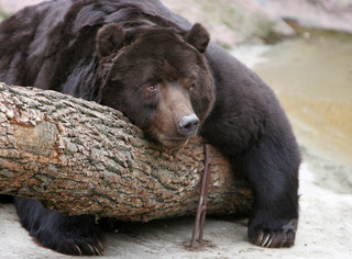 列車が故意にクマをひき殺す?運転席からの動画が物議 ロシア 列車が故意にクマをひき殺す?運転席からの動画が物議 ロシア