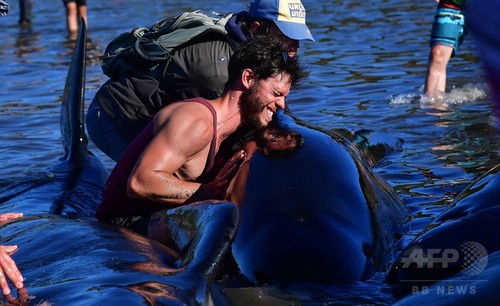 浜辺にクジラ400頭以上打ち上げ NZ「過去最大規模」 浜辺にクジラ400頭以上打ち上げ NZ「過去最大規模」