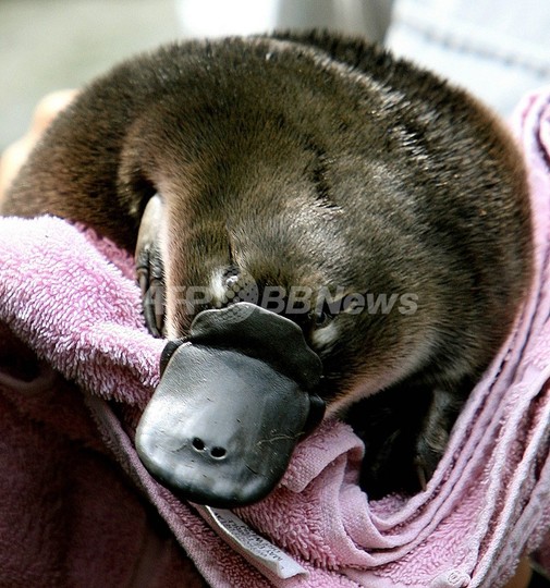 カモノハシ生息地、温暖化で3分の1減少の危機 豪研究 カモノハシ生息地、温暖化で3分の1減少の危機 豪研究
