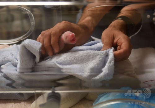 フランス初のパンダ出産、双子も1頭は直後に死ぬ フランス初のパンダ出産、双子も1頭は直後に死ぬ