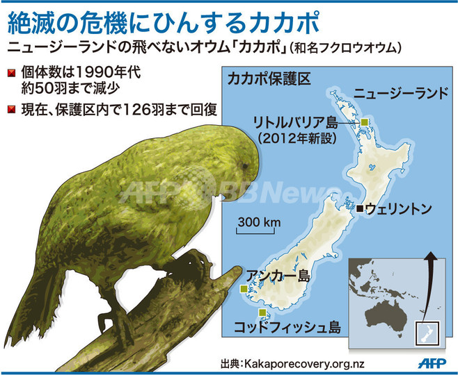 絶滅の危機にひんする「夜のオウム」カカポ、保護の取り組み 絶滅の危機にひんする「夜のオウム」カカポ、保護の取り組み