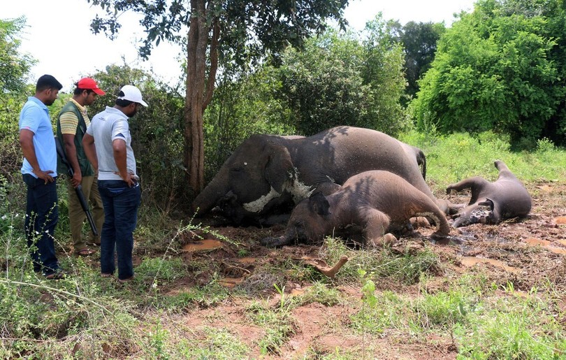 落雷でゾウ4頭死ぬ スリランカ 落雷でゾウ4頭死ぬ スリランカ