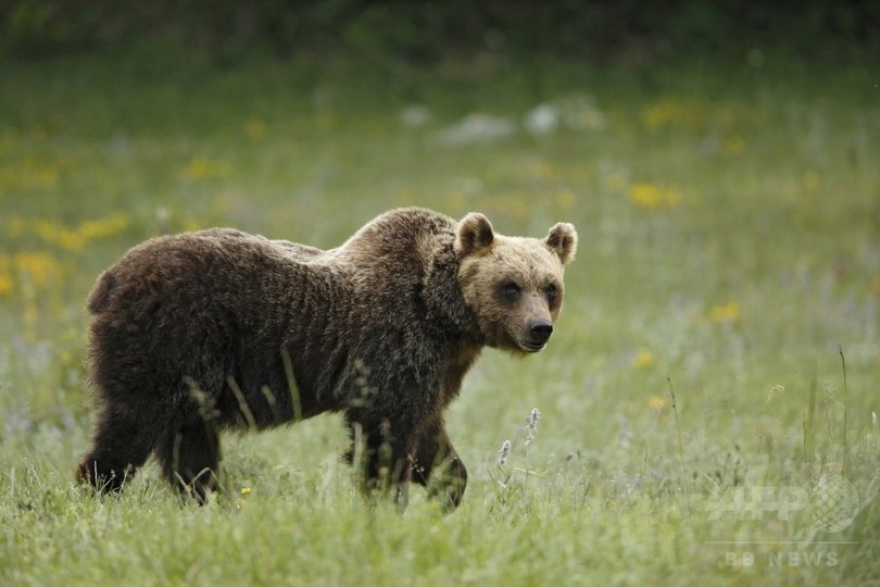希少なヒグマ、誤って捕獲されて死ぬ イタリア 希少なヒグマ、誤って捕獲されて死ぬ イタリア