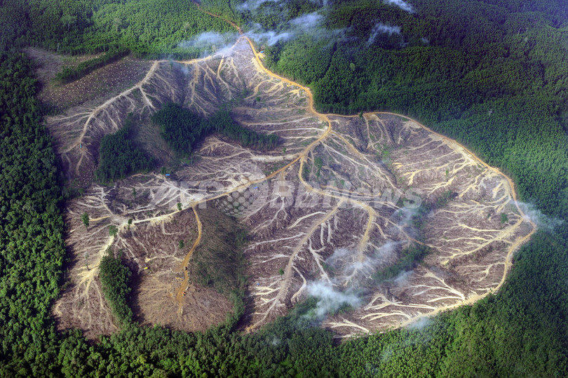 生態系保全を協議するCOP10開幕、「美しい地球を次世代に」 生態系保全を協議するCOP10開幕、「美しい地球を次世代に」