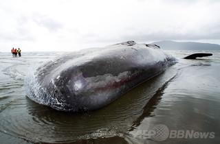 カナダでまたクジラの死骸、ネット競売出品も規則違反で取り下げ カナダでまたクジラの死骸、ネット競売出品も規則違反で取り下げ