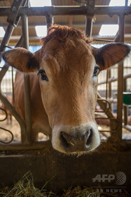 中国で世界最大の動物クローン工場建設、肉牛100万頭計画に懸念も 中国で世界最大の動物クローン工場建設、肉牛100万頭計画に懸念も