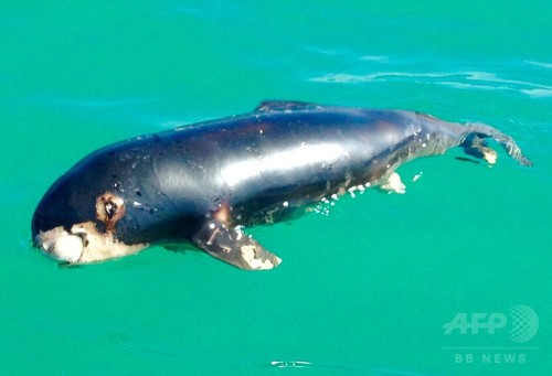 絶滅危惧種、最小イルカの赤ちゃん死骸発見 メキシコ 絶滅危惧種、最小イルカの赤ちゃん死骸発見 メキシコ