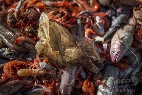 海洋に漂うプラスチックごみ、2050年までに魚の量しのぐ 報告 海洋に漂うプラスチックごみ、2050年までに魚の量しのぐ 報告