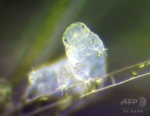 クマムシに大量の外来DNA、驚異の耐久性獲得の一助に? クマムシに大量の外来DNA、驚異の耐久性獲得の一助に?