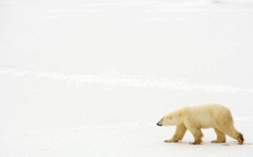 シロクマの保護区を指定へ、アラスカの50万平方キロ 米政府 シロクマの保護区を指定へ、アラスカの50万平方キロ 米政府