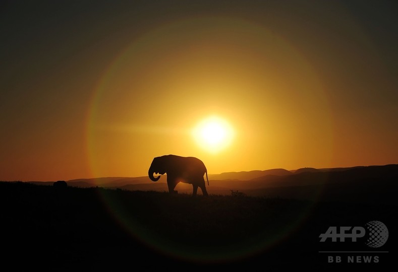 アフリカゾウの生態が昼夜逆転、密猟回避で 研究 アフリカゾウの生態が昼夜逆転、密猟回避で 研究