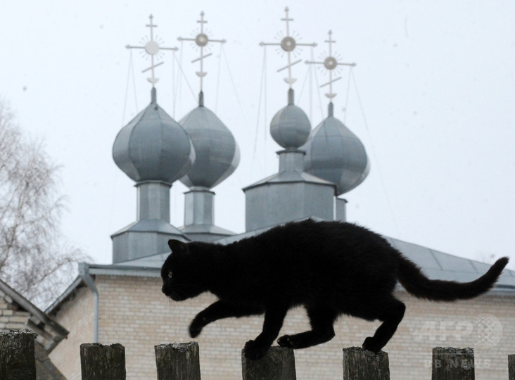 黒猫に迫るハロウィーンの危機 ハンガリー 黒猫に迫るハロウィーンの危機 ハンガリー