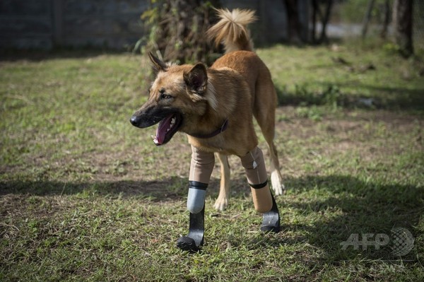 前脚2本切断された犬、特注義足で新たな命もらう タイ