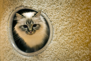 火災現場で意識不明の猫、消防隊が蘇生に成功 独 火災現場で意識不明の猫、消防隊が蘇生に成功 独
