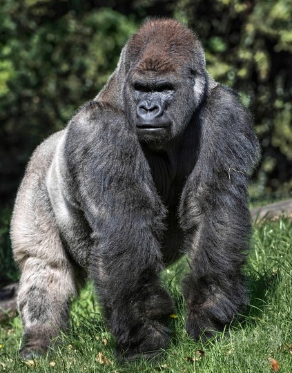 霊長類の60%が絶滅の危機に 研究 霊長類の60%が絶滅の危機に 研究