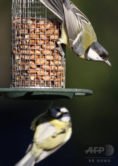 英国の野鳥のくちばし、庭の餌付けで適応進化か 研究 英国の野鳥のくちばし、庭の餌付けで適応進化か 研究