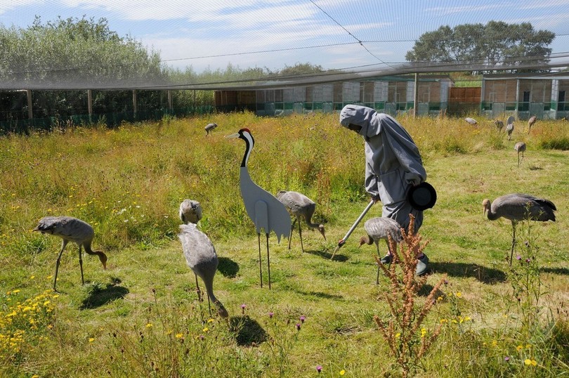 絶滅危機のツル、「なりきり」スーツで個体数回復 英国 絶滅危機のツル、「なりきり」スーツで個体数回復 英国