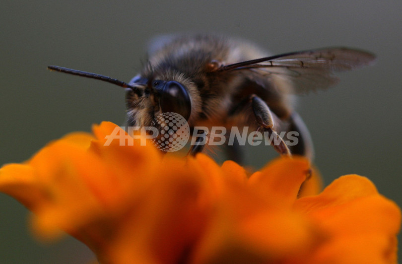 ディーゼル排気でミツバチの受粉媒介が困難に、研究 ディーゼル排気でミツバチの受粉媒介が困難に、研究