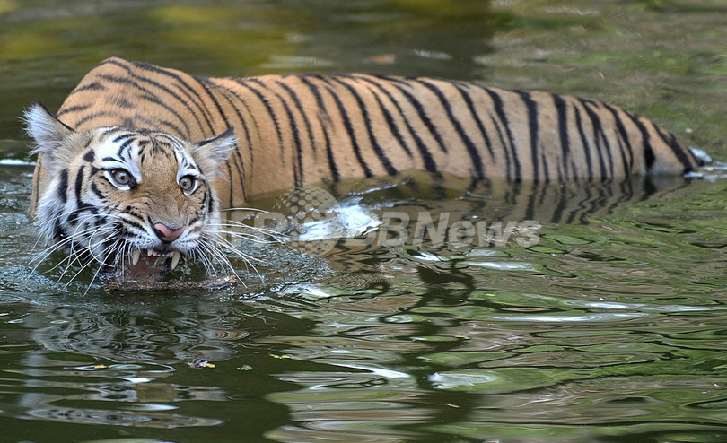 ひとりぼっちの雄トラ、「恋人」求めて動物園に侵入 インド ひとりぼっちの雄トラ、「恋人」求めて動物園に侵入 インド