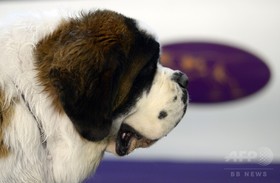 スイスの動物保護団体、犬猫食の禁止を請願 国民の3%が食べる スイスの動物保護団体、犬猫食の禁止を請願 国民の3%が食べる