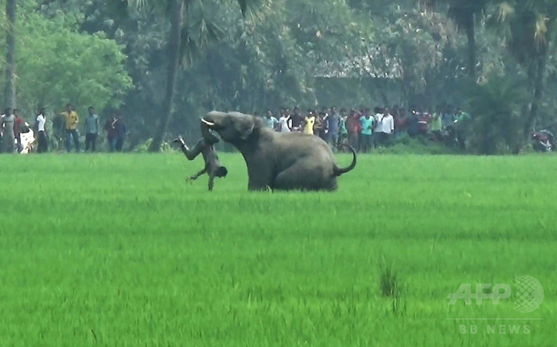 「連続殺人ゾウ」を射殺へ インド 「連続殺人ゾウ」を射殺へ インド