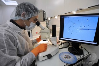 ヒトの胚の成長に必要な遺伝子、ゲノム編集で特定 ヒトの胚の成長に必要な遺伝子、ゲノム編集で特定