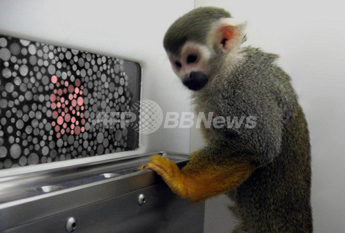色覚障害のサル、遺伝子治療で16色を識別 色覚障害のサル、遺伝子治療で16色を識別