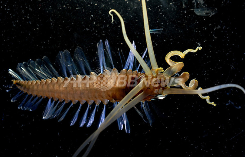 イカのような虫のような?セレベス海で新種環形動物を発見 イカのような虫のような?セレベス海で新種環形動物を発見